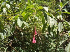 Fuchsia petiolaris