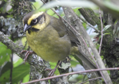 Atlapetes citrinellus