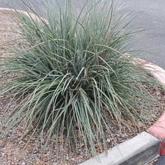 Hesperaloe parviflora