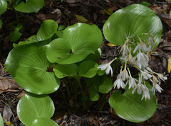 Proiphys amboinensis