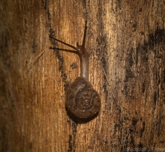 Austrochloritis stanisici