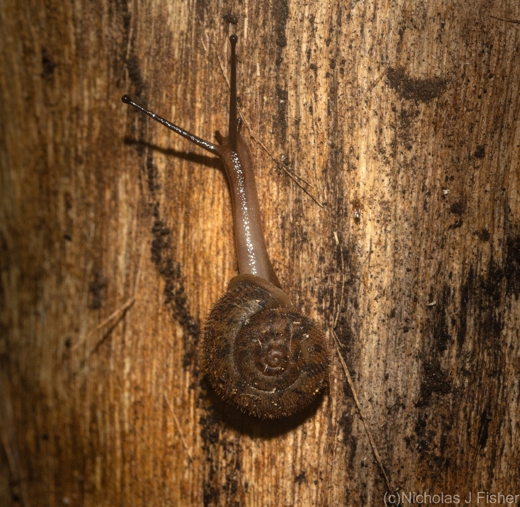 Northern Rivers Bristle Snail
