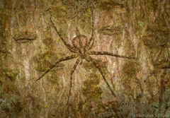 Tamopsis brachycauda