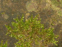 Sematophyllum demissum
