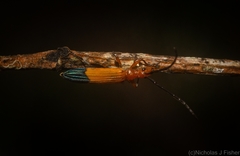 Stenoderus ostricilla