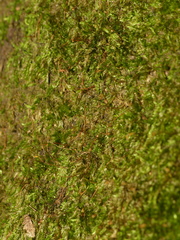 Sematophyllum demissum
