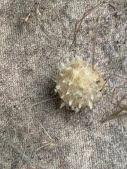 Latrodectus geometricus