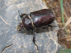 Sphaenognathus armatus