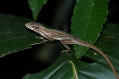 Anolis auratus