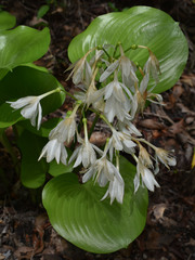 Proiphys amboinensis