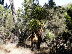 Yucca carnerosana