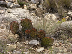 Opuntia stenopetala