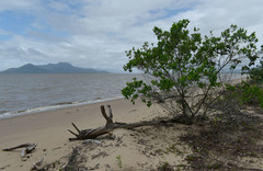 Dodonaea viscosa viscosa