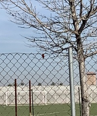 Pyrocephalus rubinus