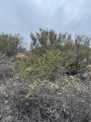 Ceanothus otayensis