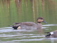 Anas acuta × Mareca strepera