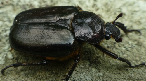 Hermit Flower Beetle