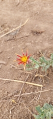 Mutisia sinuata