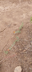 Mutisia sinuata