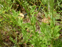 Mirabilis ovata