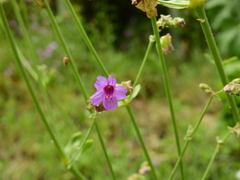 Mirabilis ovata