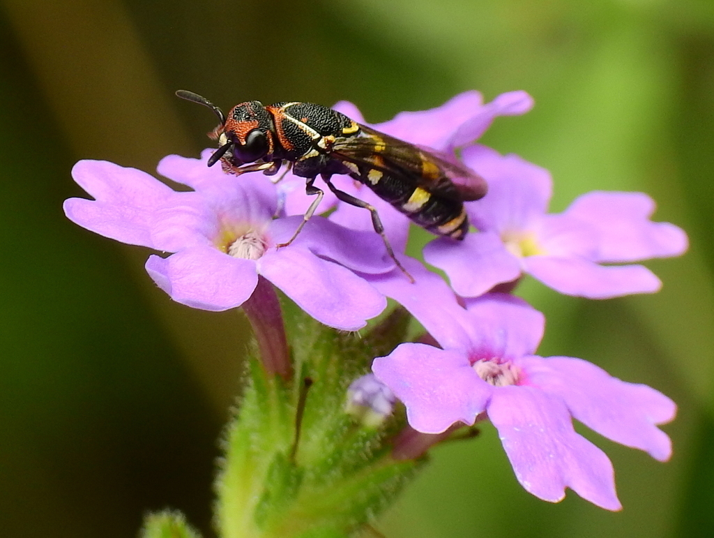 Trimeria rachiphora