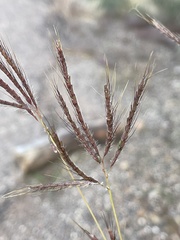 Dichanthium