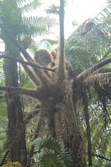 Sphaeropteris quindiuensis