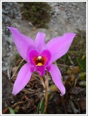 Laelia anceps