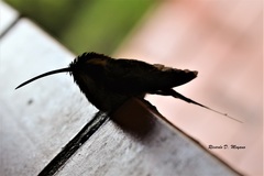 Phaethornis eurynome