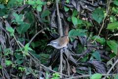 Cantorchilus modestus