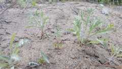 Lessingia germanorum