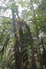 Sphaeropteris quindiuensis