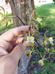 Encyclia alata