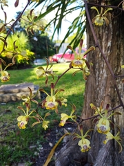Encyclia alata