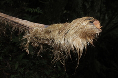 Sphaeropteris quindiuensis