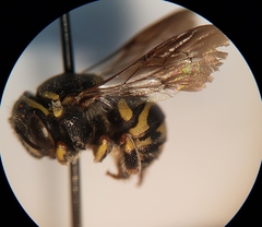 Loyolanthidium