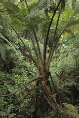 Sphaeropteris quindiuensis