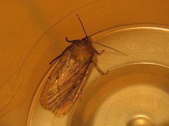 Ufeus plicatus