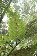 Sphaeropteris quindiuensis