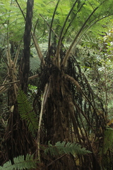 Sphaeropteris quindiuensis