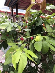 Calliandra tergemina emarginata