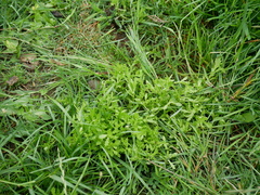 Centipeda cunninghamii