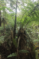 Sphaeropteris quindiuensis