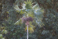 Coccothrinax alta