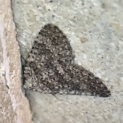 Colostygia multistrigaria