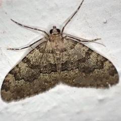 Nebula ibericata