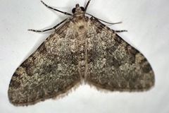 Nebula ibericata