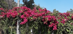 Bougainvillea