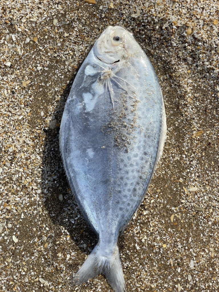 Butterfish (Stromateus brasiliensis) — Stromateidae